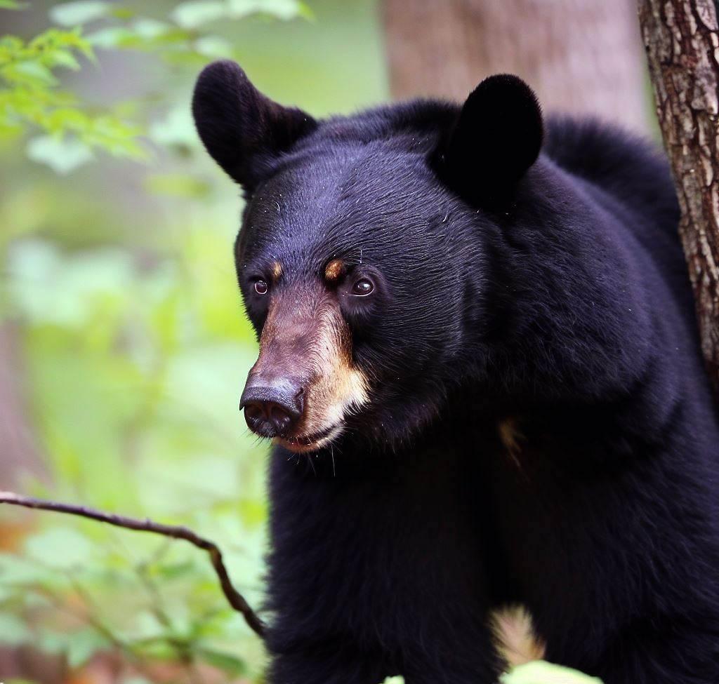 Black bear in Red River Gorge, KY, during a bear-venture.