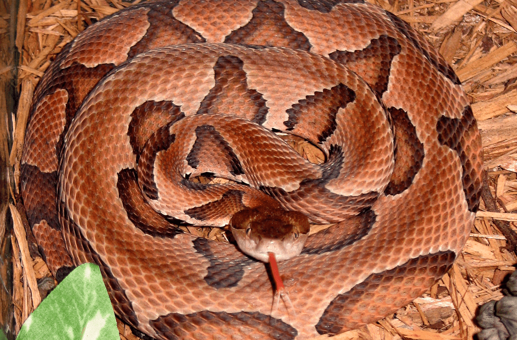7 Snakes to Watch Out for in Red River Gorge, KY