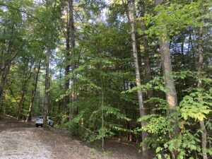 red river gorge forest