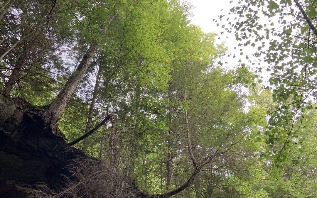 Exploring the Natural Wonders: Rock Formations in Red River Gorge