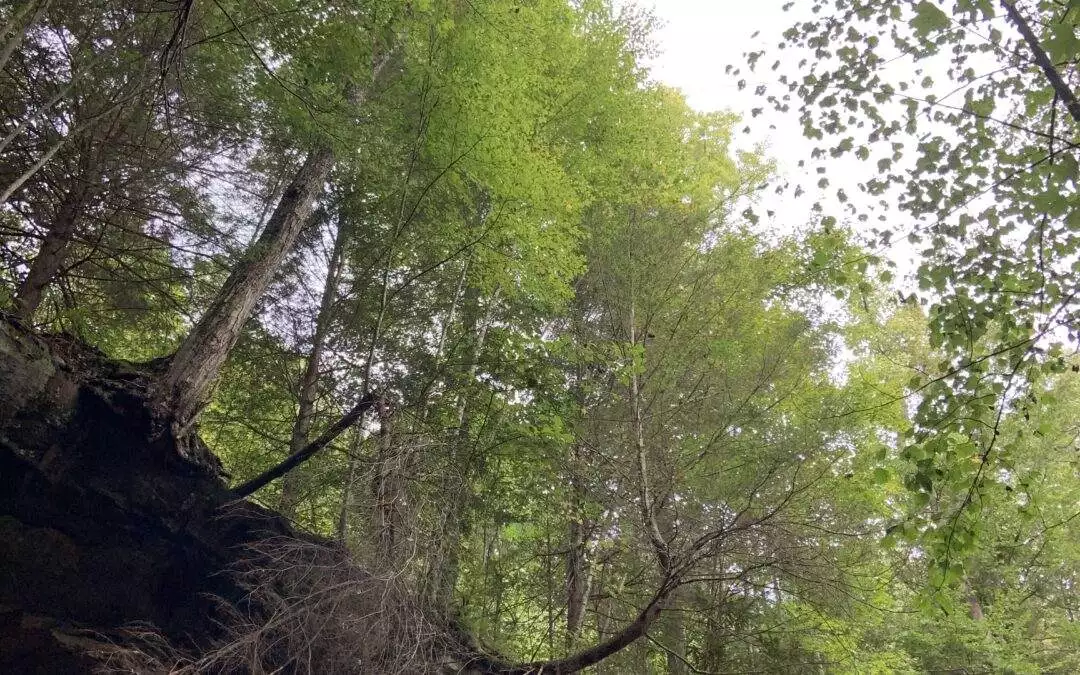 Exploring the Natural Wonders: Rock Formations in Red River Gorge
